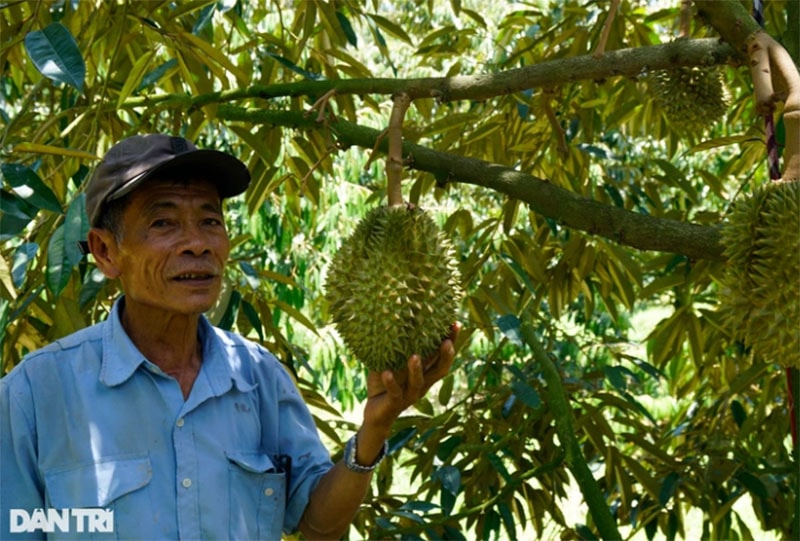 Ông Cấp bước đầu thử nghiệm thành công trồng sầu riêng ở vùng đất nắng nóng của huyện Hoài Ân.