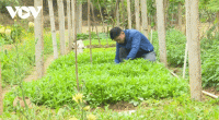 Thanh niên Bắc Kạn trồng rau, trồng nấm...thu hàng trăm triệu đồng mỗi năm