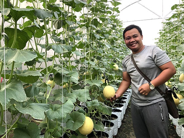 Nhờ tham gia các cuộc thi ý tưởng sáng tạo khởi nghiệp từ thời sinh viên, Nguyễn Hữu Huy Hào (cựu sinh viên Trường Ðại học Cần Thơ) triển khai nhiều mô hình trồng dưa lưới bằng đất sạch ở phường Hưng Phú, quận Cái Răng thành công.