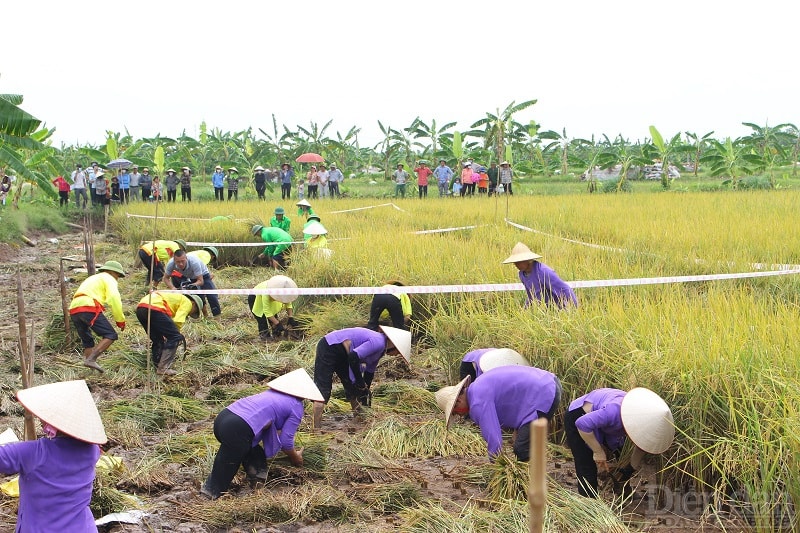 Lễ hội gặt lúa hữu cơ tại huyện Tứ Kỳ thu hút đông đảo người dân và du khách đến thăm quan, trải nghiệm