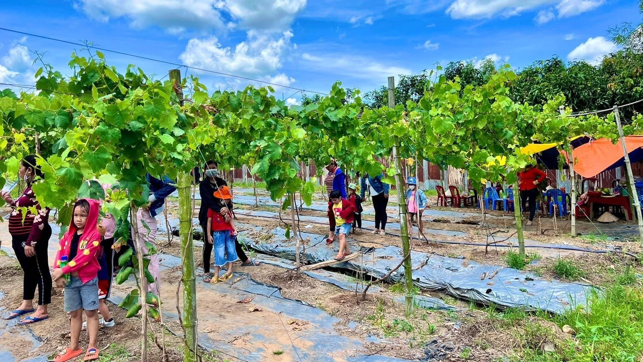 Mỗi ngày, có hàng trăm du khách đến tham quan vườn nho, giúp vợ chồng bà Lánh thu nhập tiền triệu; Ảnh Duy Tân