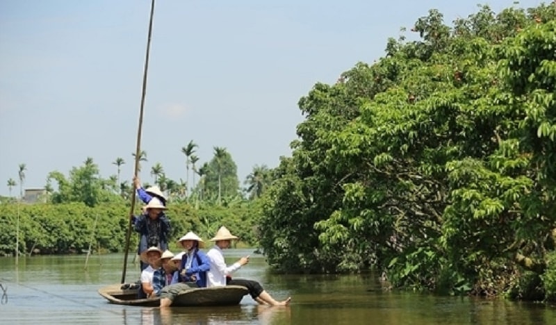 Đi thuyền ngắm vải chín tại vùng vải Thanh Hà - Hải Dương