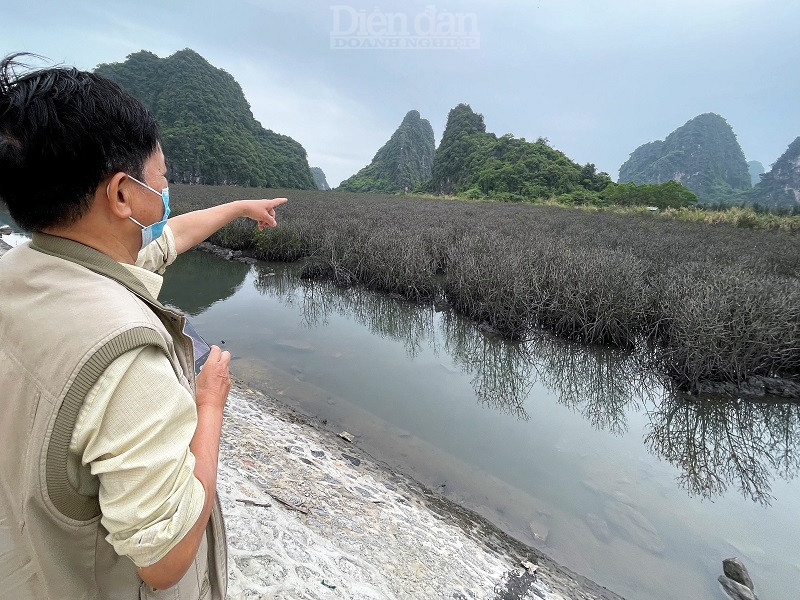 Cánh rừng ngập mặn nơi đây đang chết khô. Ảnh Lê Cường