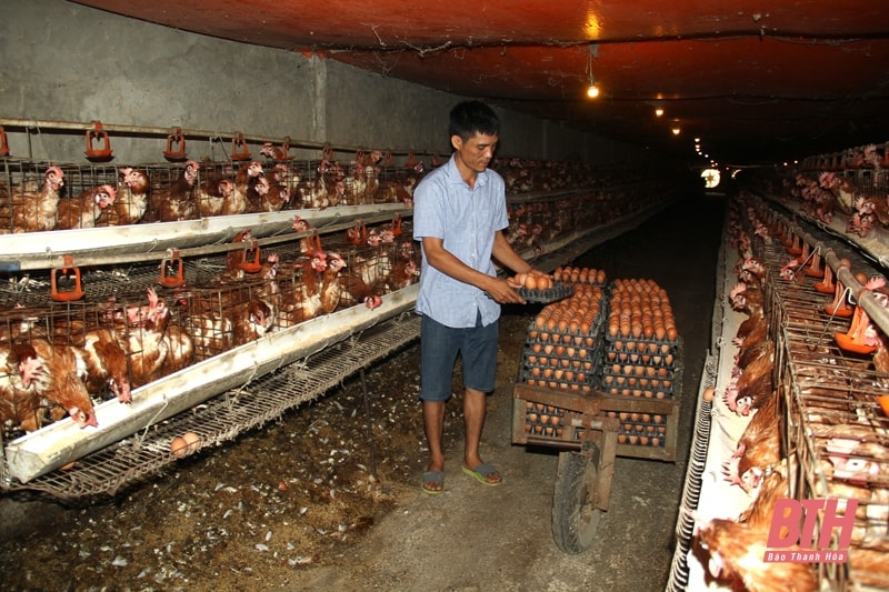 Anh Nguyễn Xuân Minh thu gom trứng gà.