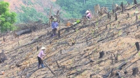 Bắc Kạn: Hàng ngàn ha rừng bị mang đi thế chấp, mất cả gốc lẫn lãi