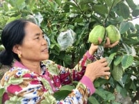 Lập nghiệp thành công nhờ trồng ổi trái vụ, doanh thu 300 triệu/năm