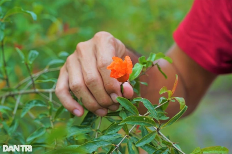 Từ lúc lựu trổ bông đến khi trái chín mất khoảng 4 tháng (Ảnh: Bảo Kỳ).