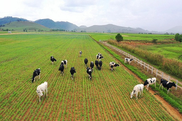 Dự án trang trại Lao – Jagro dự kiến đón đàn bò sữa đầu tiên vào tháng 7.