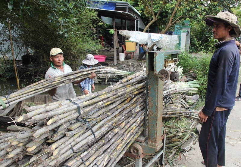 Mía chục tức là bó 1 chục gồm 10 cây mía, người bán chỉ cần ước tính trọng lượng, rồi quy theo giá đã được thống nhất.