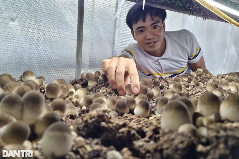Mỗi tháng, trại nấm của anh Tùng chỉ thu hoạch vào ngày mùng 1 và ngày rằm (Ảnh: Khánh Hồng).