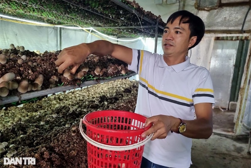 Trừ các khoản chi phí, mỗi tháng trại nấm của anh Tùng thu lãi 40-45 triệu đồng (Ảnh: Khánh Hồng).