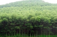 MDF Quảng Trị - bệ đỡ cho kinh tế lâm nghiệp