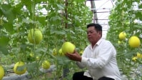 Trồng dưa lưới trong nhà màng ít rủi ro, thu hồi vốn nhanh