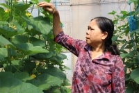Nữ Bí thư chi bộ khởi nghiệp trồng dưa lưới ở ấp Vườn Rau