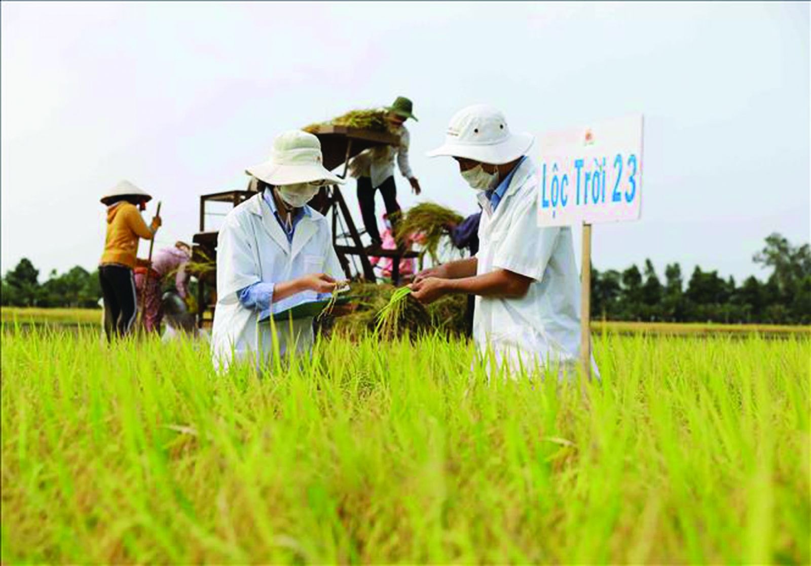  Đánh giá chất lượng giống lúa trồng khảo nghiệm tại Viện nghiên cứu Nông nghiệp Lộc Trời.