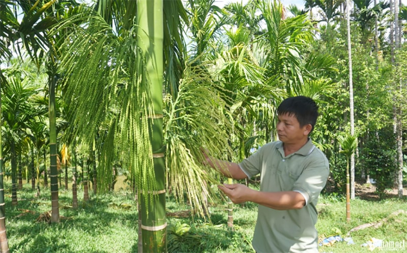 Ông Dũng chăm sóc những cây cau đang ra hoa