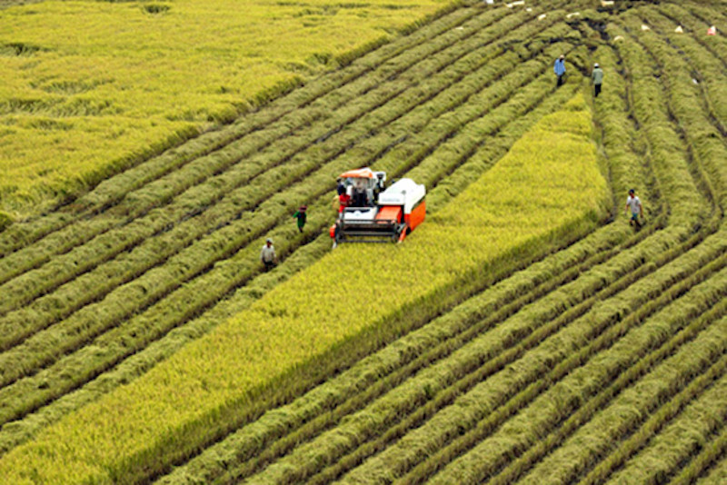 Nhiều thách thức trong triển khai mô hình cánh đồng lớn.