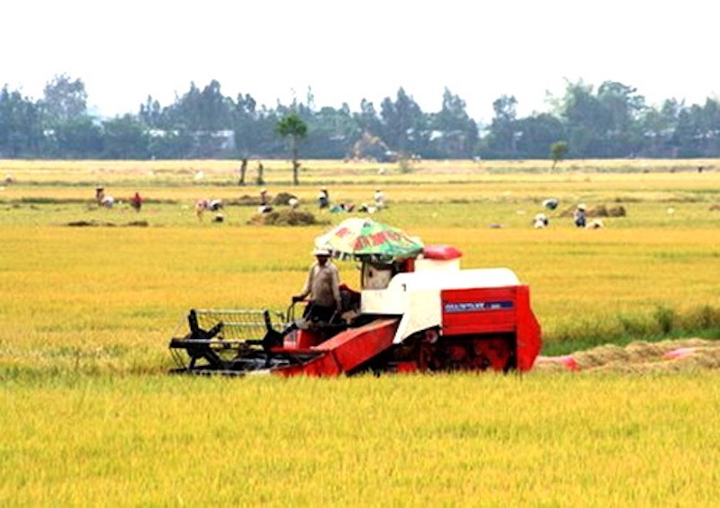 Thu hoạch lúa tại mô hình 