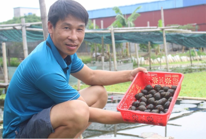 Ốc nhồi không hề dễ nuôi, nhưng cũng không phải quá khó để cho thu nhập tốt. Ảnh: TL.
