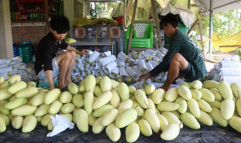 Trung tâm liên kết sản xuất, chế biến và tiêu thụ sản phẩm nông nghiệp vùng ĐBSCL tại TP Cần Thơ