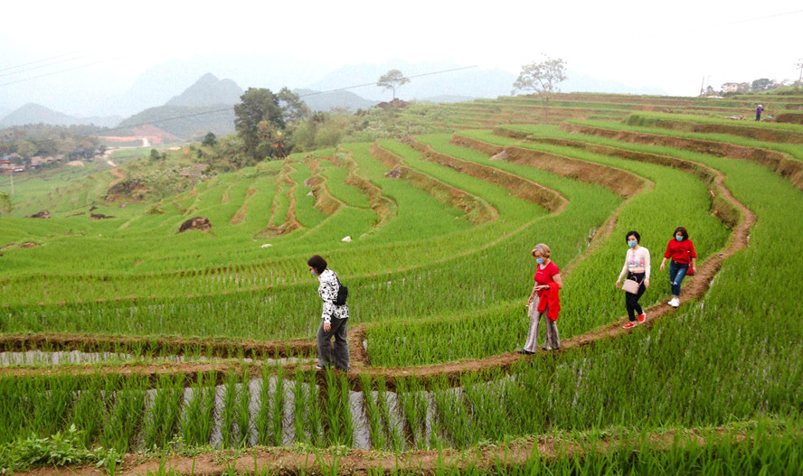 Du khách trải nghiệm trên những thửa ruộng bậc thang ở Pù Luông (tỉnh Thanh Hóa).