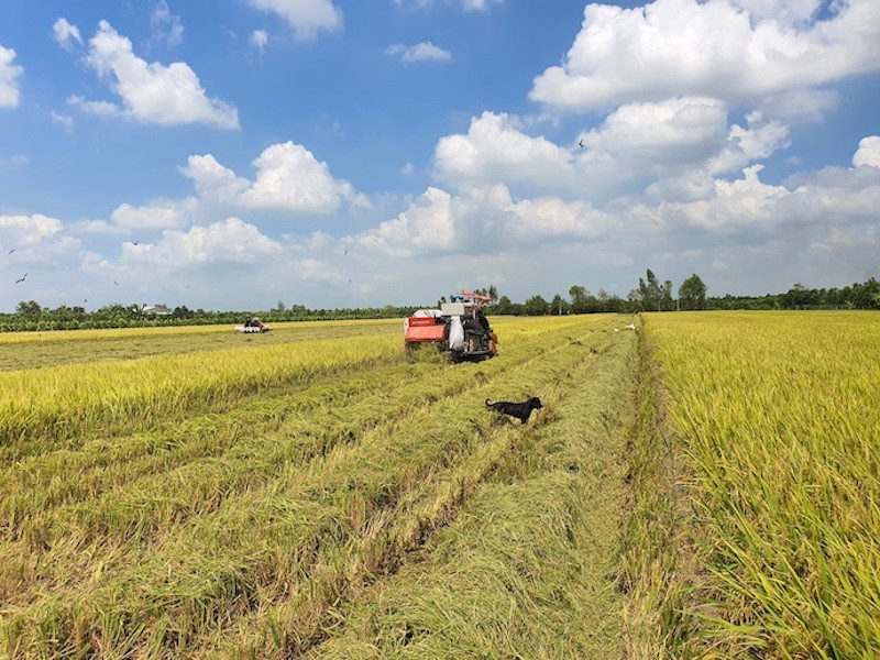 thông minh thị trường, tức trong sản xuất hướng phải hướng đến thị trường, trong đó tiếp cận theo hướng cấu trúc thị trường