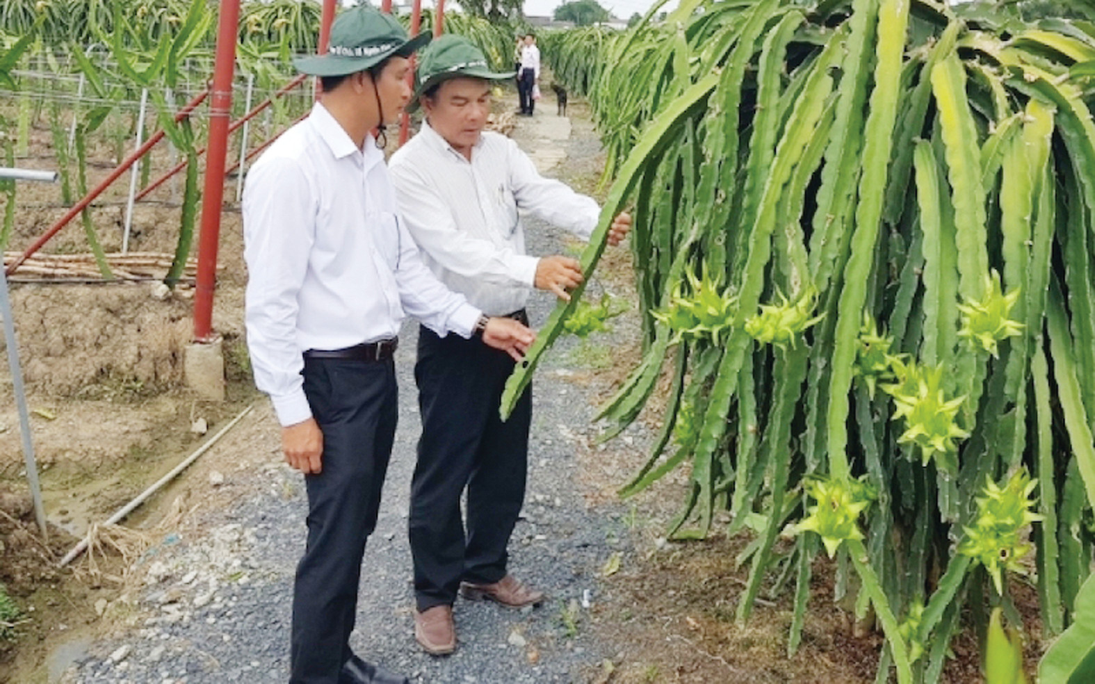  Nhiều doanh nghiệp ở Đông Nam Bộ có nguy cơ mất quyền xuất khẩu thành long ruột đỏ LD1 do loại này đã được một công ty đăng ký quyền bảo hộ giống.