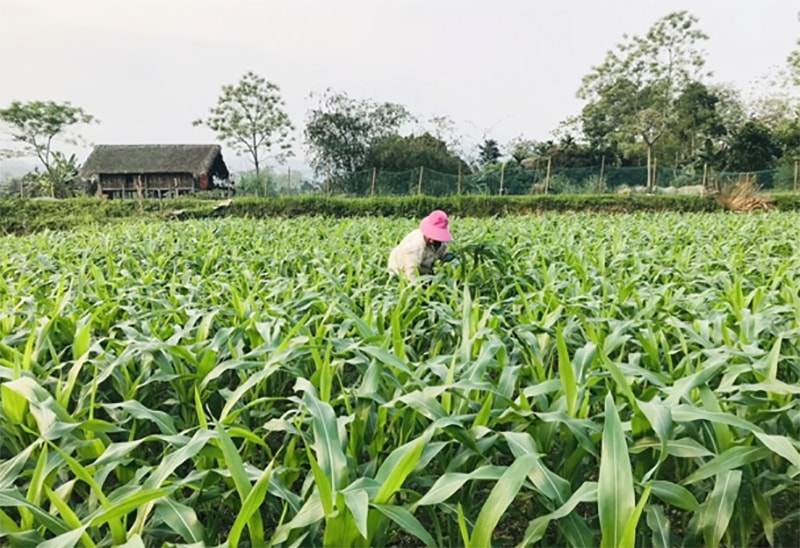 Hiện nay, trồng ngô sinh khối đã giúp nhiều hộ dân miền núi Hà Giang kết hợp chăn nuôi, thoát nghèo. Ảnh: Hồng Nhiên.