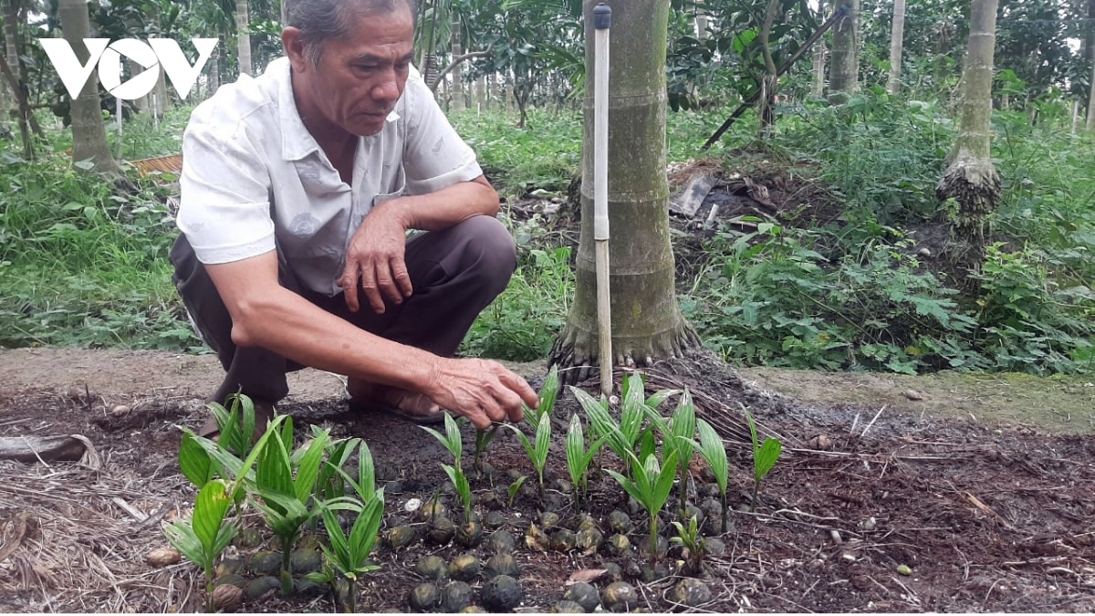 Ngoài xuất bán trái cau tươi, ông Tần còn nhân giống cau cung cấp cho nhiều hộ dân trong vùng.