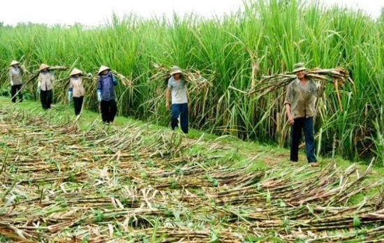 Ngành Mía đường trong nước vẫn đang tụt lại trên “đường đua” hội nhập. Ảnh minh hoạ.