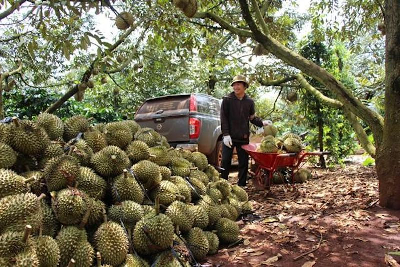 Thái Lan có giống sầu riêng Monthoong, người Trung Quốc rất chuộng giống sầu riêng này, nhưng khi Việt Nam xuất khẩu sang đó phải là giống Dona.