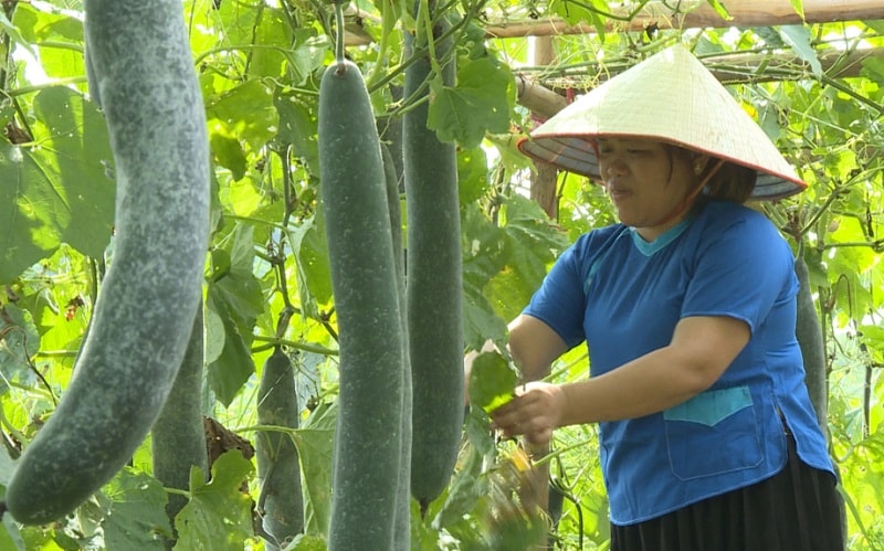 Mô hình bí xanh của gia đình chị Từ Thị Cúc, thôn Nà Bấc, xã Đông Hải - Tiên Yên (ảnh báo QN)