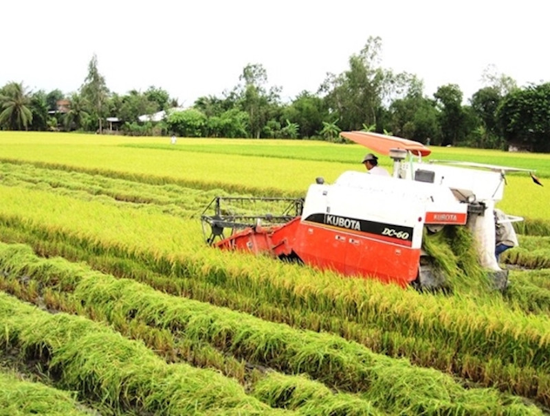 đề án 1 triệu héc ta lúa, ông Tùng cho biết, về giống là giống chất lượng cao, trong khi kỹ thuật sẽ áp dụng công thức “1 phải 5 giảm” hoặc “3 giảm 3 tăng”