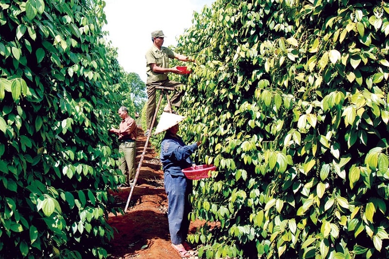 Hồ tiêu là một trong những mặt hàng nông sản xuất khẩu tích cực của Việt trong 6 tháng đầu năm 2022. Ảnh minh họa