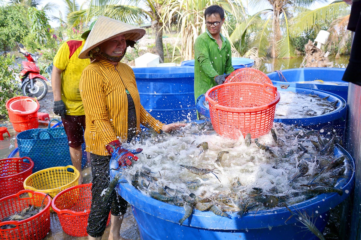 Doanh nghiệp cần đảm bảo hài hòa giữa việc phát triển thị trường xuất khẩu và nguồn nguyên liệu đầu vào với bà con nông dân