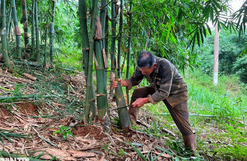 6 năm trước, gia đình ông Hoàng đưa giống tre Đài Loan về trồng thử nghiệm.