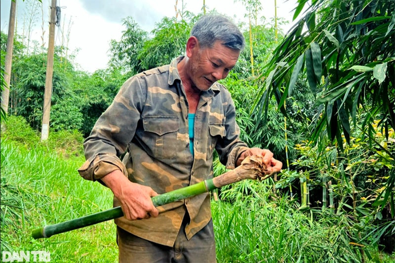 Cành tre được cắt để ươm giống trong mùa mưa.