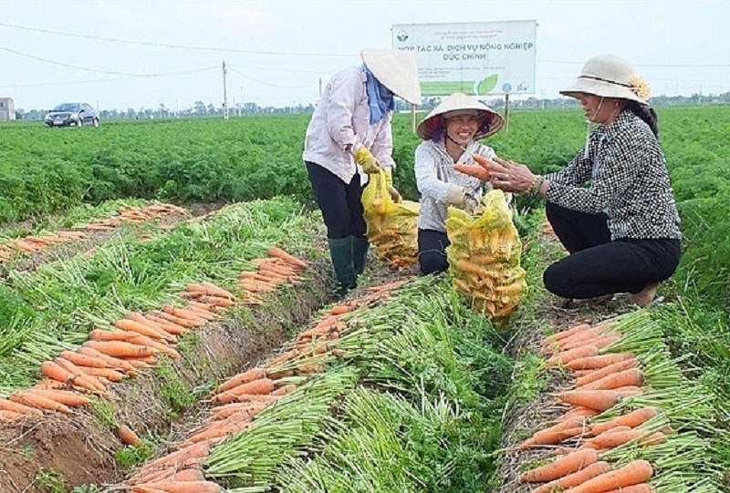 Thu hoạch cà Rốt Đức Chính - Hải Dương