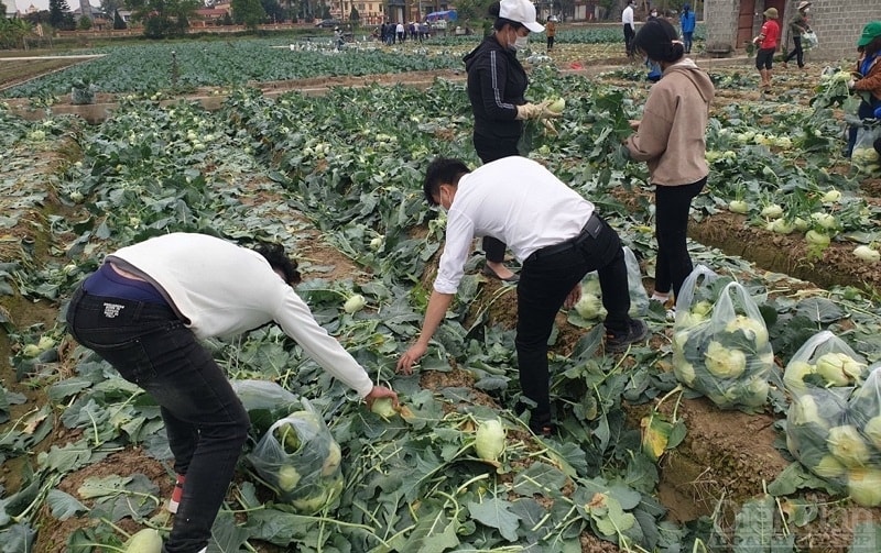 Thu hoạch xu hào - Tứ Kỳ - Hải Dương