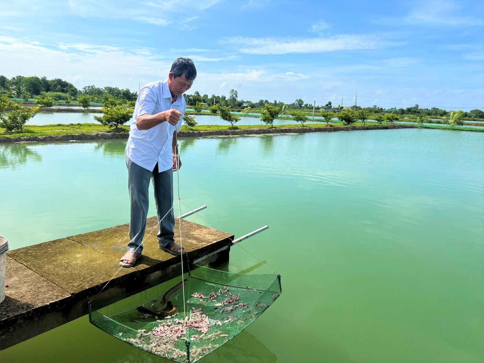 Với 40 ao nuôi cá chình, ông Ánh thu lãi tiền tỉ mỗi năm; Ảnh: DUY TÂN