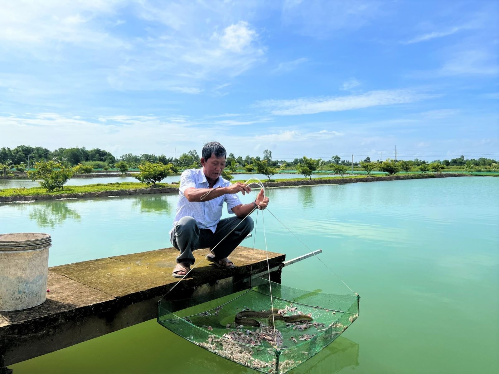 Thức ăn được để vào vèo nhỏ cho cá bơi vào ăn; Ảnh: DUY TÂN