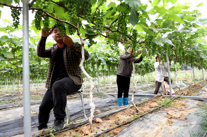 Trang trại nho ở xã Nhân Đạo (huyện Sông Lô, Vĩnh Phúc) của chàng trai trẻ Trần Duy Đoan.