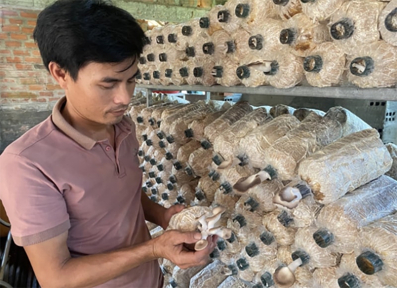 Anh Mùa hiện đã thành thạo kỹ thuật sản xuất phôi nấm sò. Ảnh: Lê Ngân.