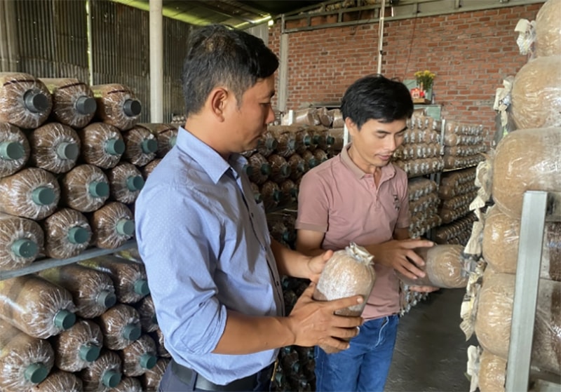 Anh Mùa có thu nhập ổn định hơn 100 triệu đồng/năm nhờ nghề sản xuất phôi nấm. Ảnh: Lê Ngân.