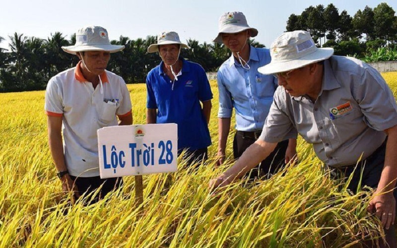 Lỗ chênh lệch tỷ giá lớn, cùng với chi phí bán hàng tăng do chi phí vận chuyển và xuất khẩu tăng, khiến Lộc Trời lỗ 46 tỷ đồng trong quý II/2022.