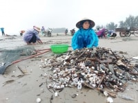 Hà Tĩnh: Hàng trăm người dầm mình dưới trời rét vớt “lộc trời”