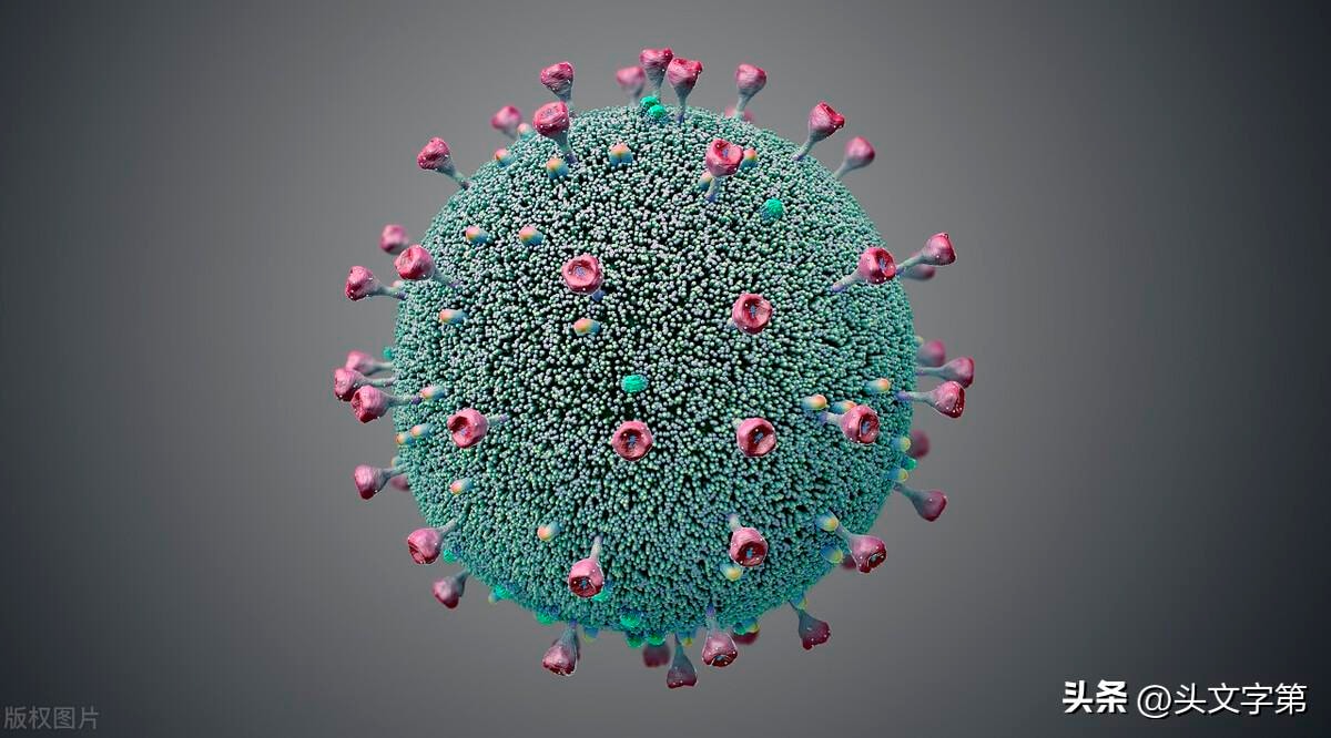 Virus Langya henipavirus (LayV) là loại virus lây từ động vật sang người, thuộc họ virus Paramyxoviridae 