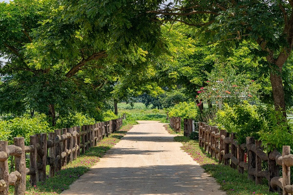 Không gian xanh mát, trong lành tại trang trại bò sữa Vinamilk Organic Đà Lạt.