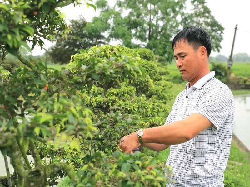 nuôi cá kết hợp trồng cây cảnh cho hiệu quả kinh tế cao.