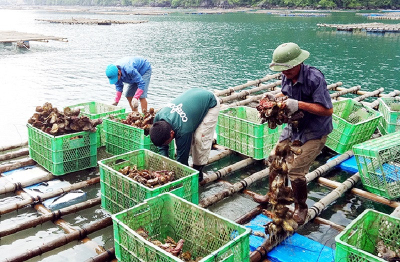 Huyện Vân Đồn, đây được biết đến là địa phương có diện tích mặt nước biển lớn, với gần 4.000ha NTTS